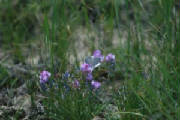 webassets/purpleflower.jpg